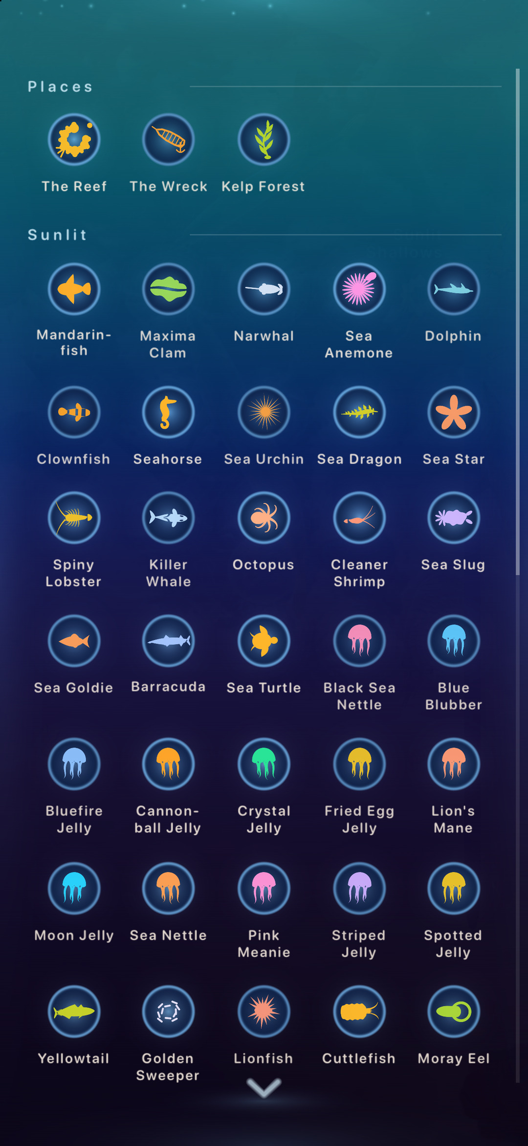 The Jellyfish Journey, the wall of every animal
